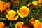 California poppy,eschscholzia californica