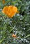 California Poppy (Eschscholzia californica)