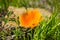 California poppy Eschscholzia californica close up; tiny bugs at its center; south San Francisco bay area, San Jose