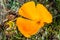 California poppy Eschscholzia californica close up; tiny bugs at its center; south San Francisco bay area, San Jose