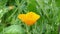 California poppy Eschscholzia californica flower