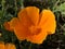 California poppy Eschscholzia californica, Golden poppy, California sunlight, Cup of gold or Der Kalifornische Mohn, Goldmohn