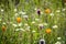 California poppy (Eschscholzia californica), Owl\'s Clover (Castilleja exserta) and Cream Cups (Platystemon californicus) blooming