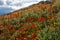 California Poppy field on cloudy day with sunbeams coming through clouds