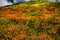 California Poppy fields landscape a picture of pastoral perfection.