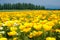 California poppy flower field