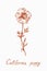 California poppy flower stem with leaves, doodle drawing with inscription