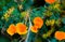 California Poppy Flowers