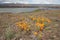 California Poppy Flowers by The Dalles Bridge