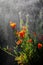 California poppy flowers during drizzle rain on sunny day