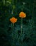 California Poppy Flowers in the Shade