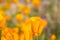 California Poppy in Focus