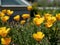 California poppy golden flowers on a sunny day