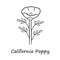 California poppy linear icon. Papaver rhoeas with name inscription. Corn rose wildflower. Herbaceous plants. Field