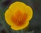 California Poppy photographed from above