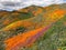 California poppy super bloom