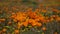 California Poppy Super Bloom Extreme Closeup in Antelope Valley Poppy Reserve USA