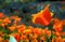 California poppy superbloom, Walker Canyon