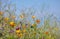 California poppy wild flowers in the grass lands