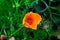 California Poppy Yellow Flower