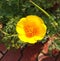 California poppy yellow flower in pot