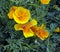 California poppy yellow flowers with Latin name Eschscholzia californica