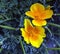 California poppy yellow flowers with Latin name Eschscholzia californica