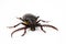 California Prionus Beetle