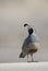 California Quail