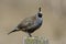 California Quail