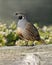 California Quail