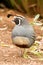 California Quail