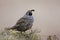 California Quail