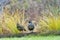 California quail couple standing on log