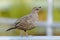 California Quail female or immature