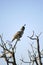 This California Quail is high a top a tree calling out loudly during mating season trying to find a mate.