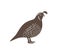 California Quail. Isolated quail on white background