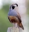 California Quail - male