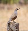 California Quail: Male on Post