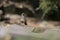 A California quail perched on a piece of wood in a valley of Santa Cruz California.