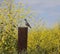 California Quail perched on a post on hiking trail surrounded by yellow mustard seed flowers