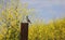 California Quail perched on a post surrounded by yellow mustard seed flowers