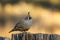 A California Quail standing sentry on a tree stump in golden light in Truckee, CA in the Sierra Nevada mountains