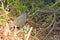 A California Quail wondering in the bush