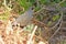 A California Quail wondering in the bush