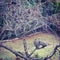 California quails on bare tree branches