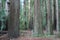 California Redwood Forest
