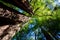 California redwood Sequoia sempervirens