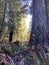 California Redwood Trees in Winter