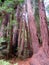 California redwoods in Muir Woods National Monument